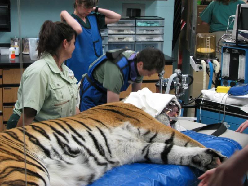 Animal Kingdom Vet Surgery Times? | The DIS Disney Discussion Forums